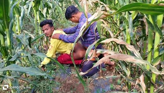 Hot Laborer Takes On Partner Amidst Golden Cornfields In Sizzling Indian Gay Scene
