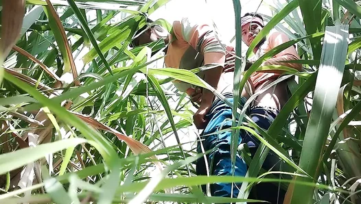 Desi Boy's Secret Rendezvous, Passionate Encounter In Sugarcane Field – Gay Hindi Video