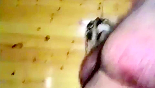 Chubby Amateur Hotties Get Passionate ~ Bonus Hunks Edition